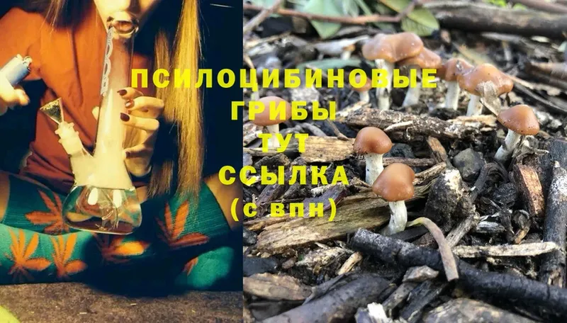 Галлюциногенные грибы Psilocybine cubensis  Ивдель 